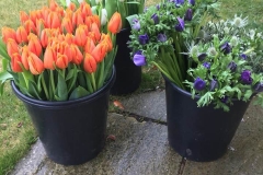 Flower Tulip tubs