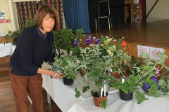 Volunteer-plant-set-up