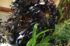 black-plant
