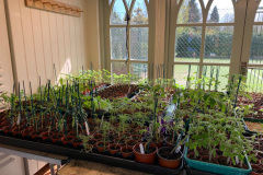 Indoor-plants2