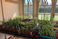 Indoor-plants2