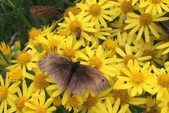 Big-moth-yellow-flowers