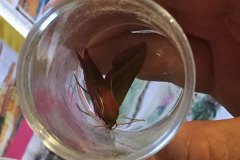 Moth-in-a-jar