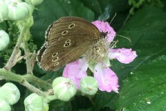 Moth-on-pink-buds