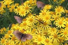 Yellow-Flowers-Butterflies1