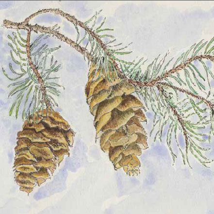 Pine-Cones