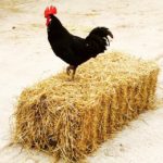 cockerel on straw