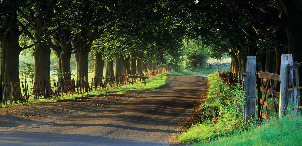 Tree-avenue