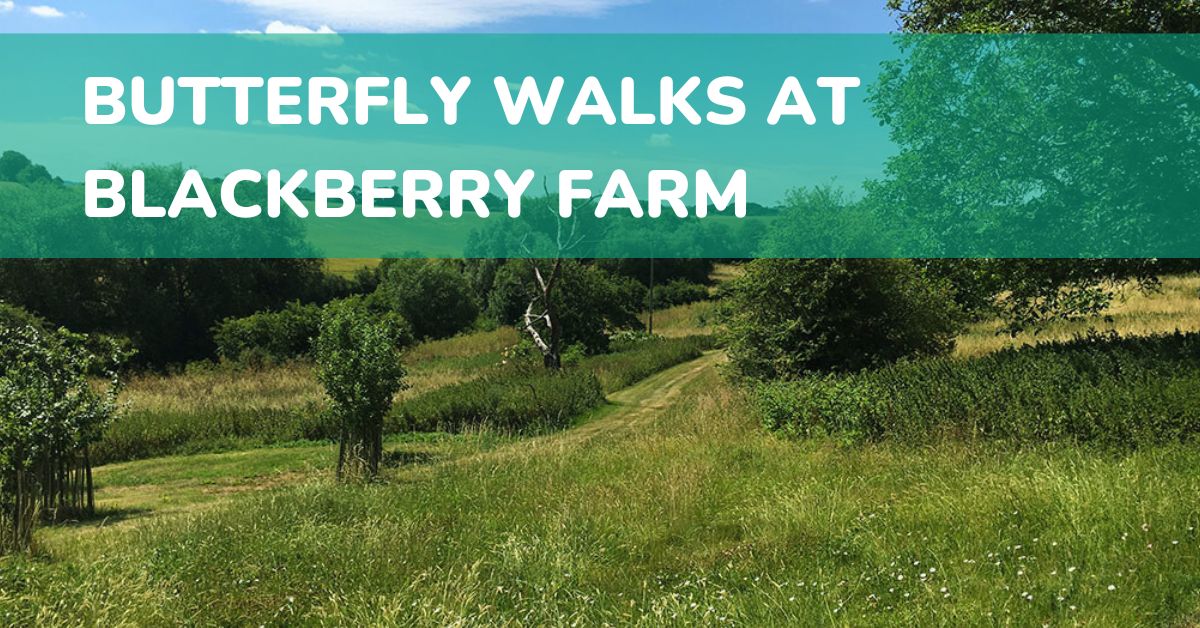 Butterfly walks