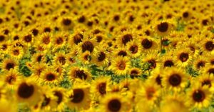 Pick your own Sunflowers at Lodge Farm
